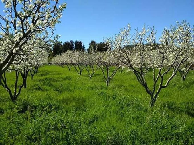 rows of prune trees with white flowers in the spring surrounded by green grass at 'Gripioti Farm'